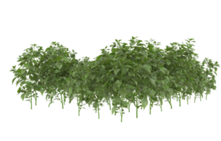 Realistic foliage isolated on transparent background. 3d rendering - illustration png