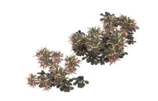 Realistic foliage isolated on transparent background. 3d rendering - illustration png