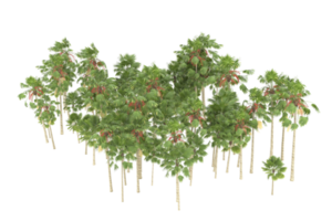 Palm trees isolated on transparent background. 3d rendering - illustration png