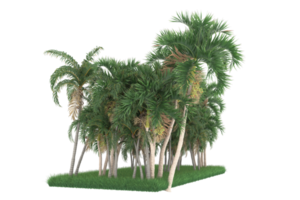 Palm trees isolated on transparent background. 3d rendering - illustration png