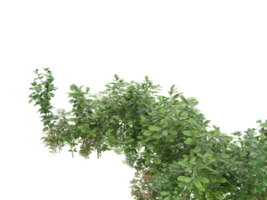 Realistic foliage isolated on transparent background. 3d rendering - illustration png