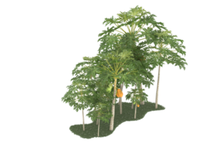 realistischer wald lokalisiert auf transparentem hintergrund. 3D-Rendering - Abbildung png