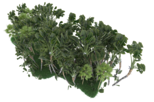 Palm trees isolated on transparent background. 3d rendering - illustration png
