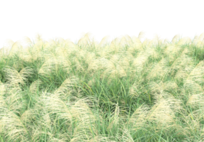 Realistic foliage isolated on transparent background. 3d rendering - illustration png