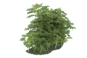 forêt réaliste isolée sur fond transparent. rendu 3d - illustration png