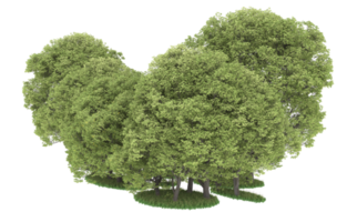 Realistic forest isolated on transparent background. 3d rendering - illustration png