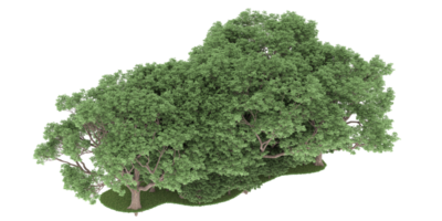 realistischer wald lokalisiert auf transparentem hintergrund. 3D-Rendering - Abbildung png