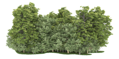 realistico foresta isolato su trasparente sfondo. 3d interpretazione - illustrazione png