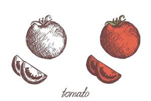 Esbozo realista de ilustración de vector dibujado a mano vegetal de tomate. comida ecológica. cosecha. imagen en color y contorno en blanco y negro. vegetal aislado sobre fondo blanco. estilo plano simple de dibujos animados.