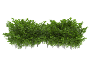 Realistic foliage isolated on transparent background. 3d rendering - illustration png