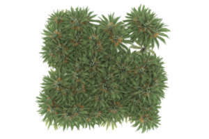 Palm trees isolated on transparent background. 3d rendering - illustration png