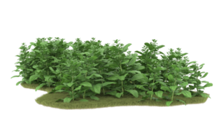 Realistic foliage isolated on transparent background. 3d rendering - illustration png