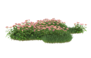 Realistic foliage isolated on transparent background. 3d rendering - illustration png