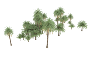 Palm trees isolated on transparent background. 3d rendering - illustration png