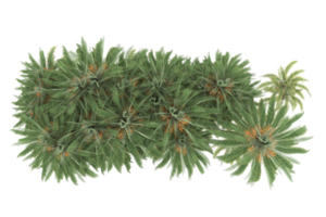 Palm trees isolated on transparent background. 3d rendering - illustration png