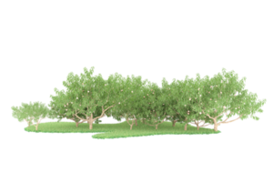 forêt réaliste isolée sur fond transparent. rendu 3d - illustration png