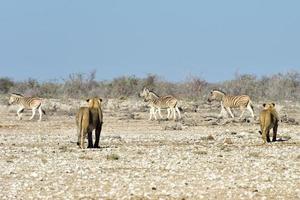 Lion and Zebras in Etosha, Namibia photo