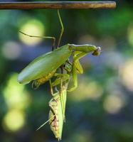 one mantis keeps a hanging other insect from a branch photo