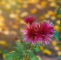 capullos de crisantemo rojo en flor en un día de otoño foto