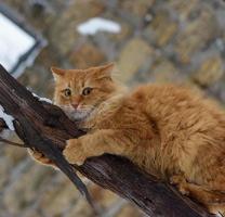 red fluffy cat sitting on a branch photo