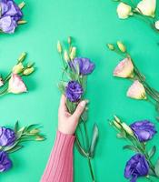 female hand in a pink sweater holding a branch of a flower Eustoma Lisianthus photo
