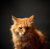 portrait of a redhead adult cat with a big mustache photo