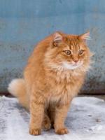 big red fluffy cat sits  in the middle of the snow on the street photo