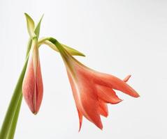 perennial bulbous plant hippeastrum striatum blooming red bud photo