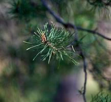 green pine tree branch, selective focus photo
