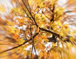 treetop maple with yellow leaves, blur photo