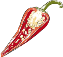 png graverat stil illustration för affischer, dekoration och skriva ut. hand dragen skiss av chili peppar i färgrik. detaljerad vegetarian mat teckning.