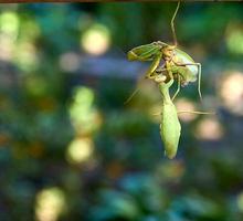 two big green praying mantis on a branch, close up photo