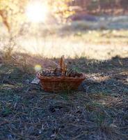 brown mushrooms in a brown wicker basket photo