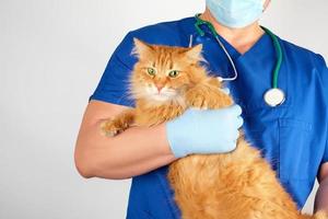 el veterinario con uniforme azul sostiene a un gato rojo esponjoso adulto con un bozal asustado, fondo blanco foto