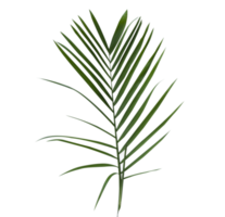 tropical leaf isolated for element png