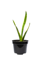 plante tropicale en pot png