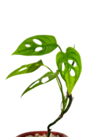 exotic tropical leaves png