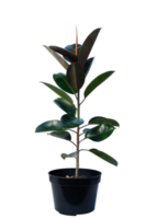 house plant in a pot png