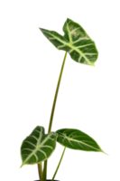 exotic tropical plant isolated png