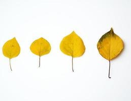 yellow dried apricot leaves on a white background photo