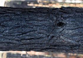 fragment of burnt pine trunk photo