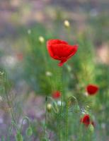 blooming red poppy in a field on a spring afternoon photo