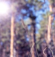 hierba de estepa con una oreja al borde del bosque foto