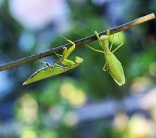 two green large praying mantis crawling along the branch photo
