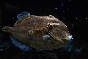 planegead filefish stephanolepis hispidus atlantic ocean underwater photo