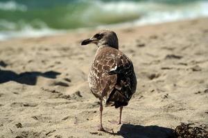 seagull on nantucket sandy beach atlantic ocean photo