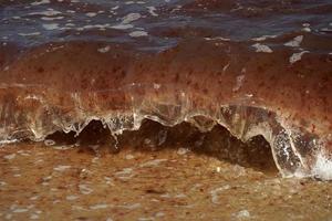 red alga seaweed ocean atlantic nantucket beach photo