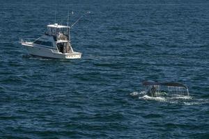 humpback whale in cape cod whale watching while fluking near a fishing boat photo