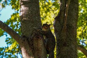 a squirrel looking at you from a tree photo