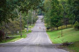 ciervos de cola blanca en la carretera cerca de las casas en el campo del condado del estado de nueva york foto